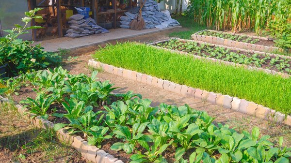 L'éclairage horticole led pour les professionnels : efficacité prouvée